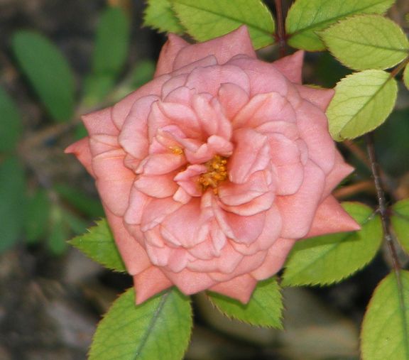 Show Stopper photo tb2012_07090016_zps882732cc.jpg